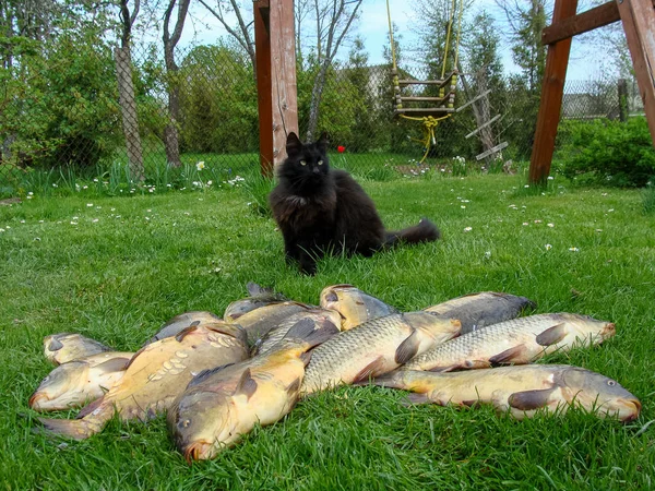 Bild Glad Svart Katt Och Fisk Förgrunden — Stockfoto