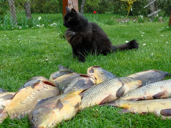 Bild Glad Svart Katt Och Fisk Förgrunden — Stockfoto