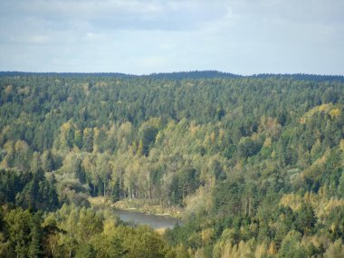 Yeşil ağaç tepelerinin üst görünümü