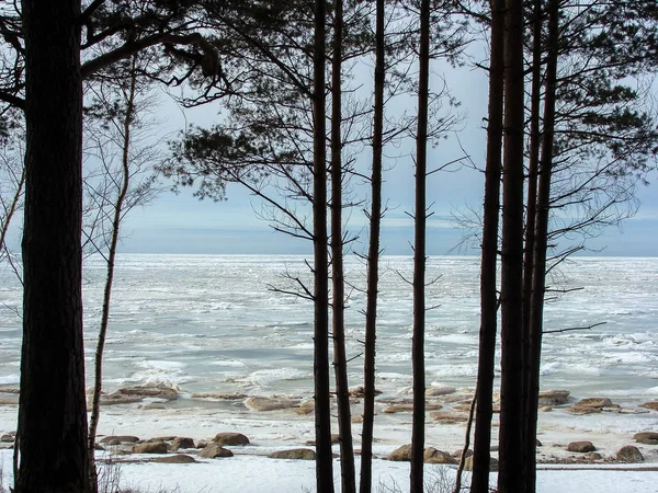 Paisagem Com Mar Congelado Silhuetas Árvore Preta Primeiro Plano Dia — Fotografia de Stock