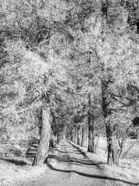 sürreal sahte renk kızılötesi kırmızı göl ve ağaçların yaz manzarası