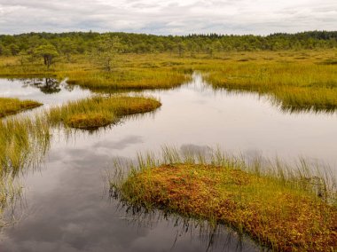 Bataklık çamları, çimenler, yosunlar ve karanlık bataklık gölü olan bataklık papağanı.
