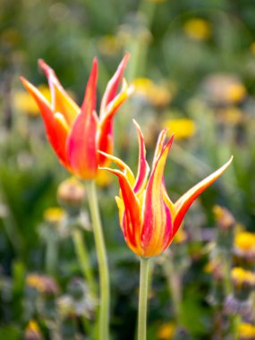 Bulanık bir arkaplanda lale yaprakları parçaları