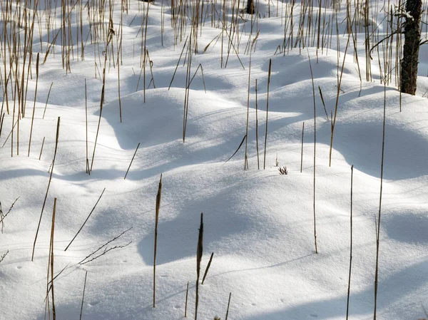 Paisagem Inverno Com Neve Branca Talos Grama Sombras — Fotografia de Stock