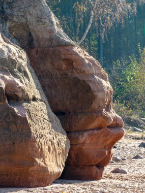 Deniz kıyısındaki kumtaşı uçurumunda ağaçlar büyür.