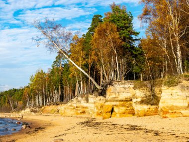 Deniz kıyısındaki kumtaşı uçurumunda ağaçlar büyür.