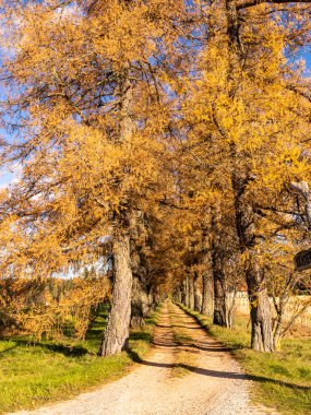 Altın sonbahar manzarası, muhteşem ağaçlar