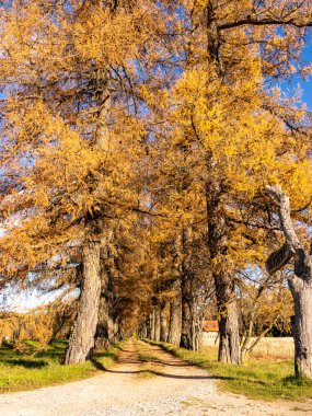 Altın sonbahar manzarası, muhteşem ağaçlar