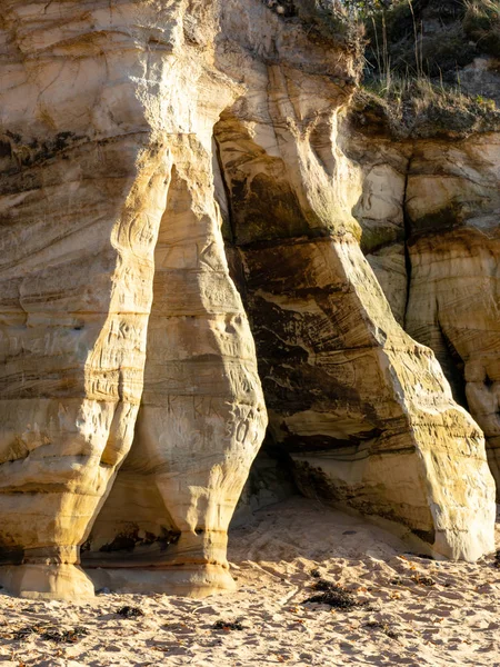 Sandstone Cliff Seashore Trees Grow Cliff — Stock Photo, Image