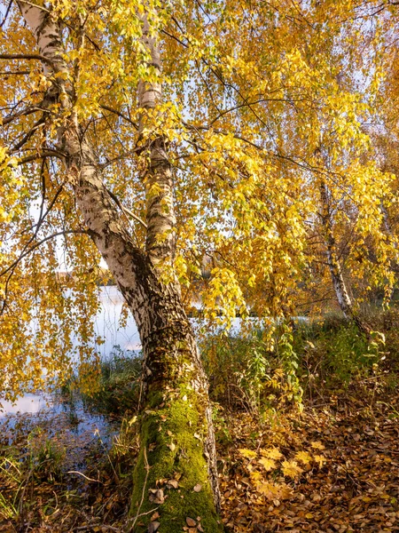 Пейзаж Золотой Осенью Великолепные Деревья — стоковое фото