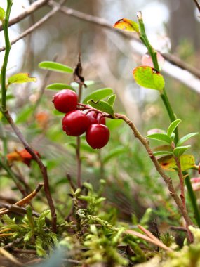 Böğürtlen ve yaprak detaylarıyla orman bitkilerinin soyut bulanık arkaplanı