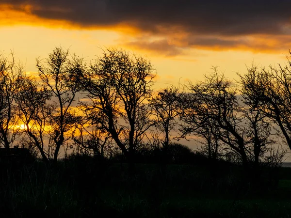 Farbenfroher Sonnenaufgang Einem Windigen Morgen Mit Schwarzen Baumsilhouetten Der Bildmitte — Stockfoto
