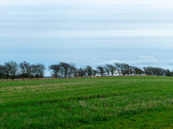 Paisaje Sencillo Con Campo Cereales Verde Hermoso Cielo —  Fotos de Stock