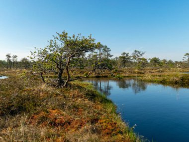 Bataklıkları ve bataklık gölleri olan güzel bir manzara.