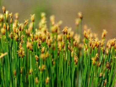 Bataklık çimen parçaları ve bulanık bataklık bitkisi arka planı