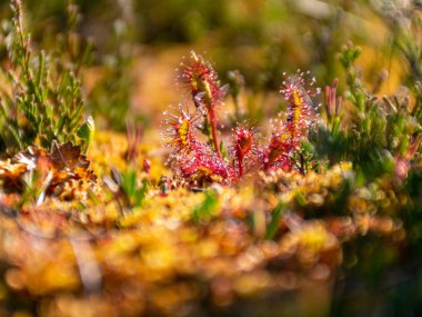 Bataklık çimen parçaları ve bulanık bataklık bitkisi arka planı