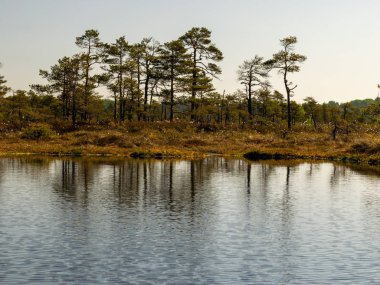 Bataklıkları ve bataklık gölleri olan güzel bir manzara.