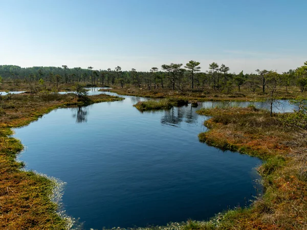Beautiful Landscape Swamps Swamp Lakes — Stock Photo, Image