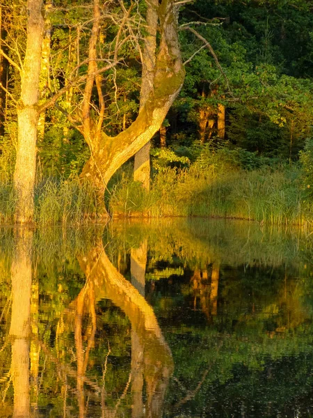Красивые Деревья Восход Солнца Утрам — стоковое фото