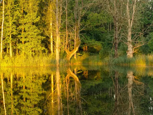 Gyönyörű Fák Napfelkelte Fény Reggel — Stock Fotó