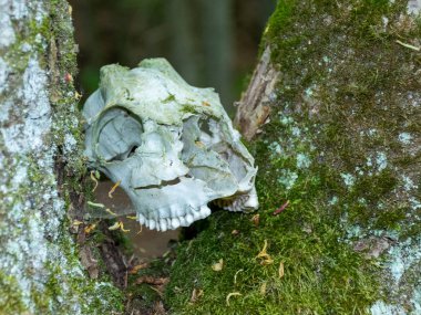 Beyaz ve yaşlı hayvan kafatası ile resim