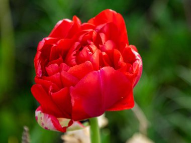 Bulanık arkaplanda güzel lale yaprakları var.