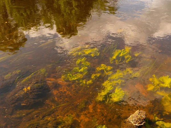 abstract picture of underwater plants in a steep river