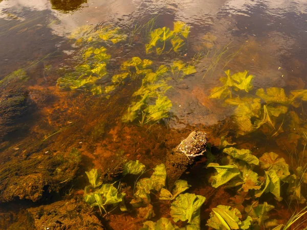 Abstraktes Bild Von Unterwasserpflanzen Einem Steilen Fluss — Stockfoto