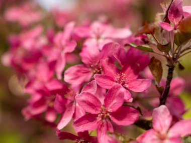 Bulanık arkaplanda pembe elma çiçekleri