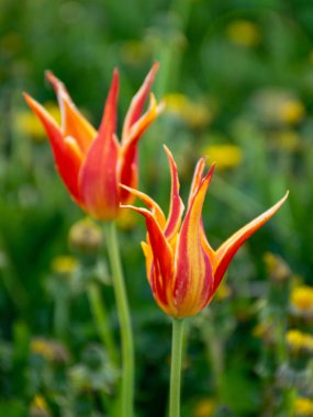 Bulanık arkaplanda güzel lale yaprakları var.