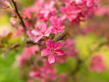 Bulanık arkaplanda pembe elma çiçekleri