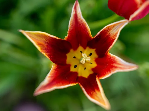 Krásný Tulipán Okvětní Lístky Fragmenty Rozmazaném Pozadí — Stock fotografie