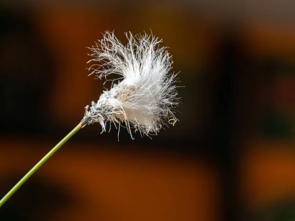 背景がぼやけている白い袋の花の写真 — ストック写真