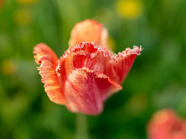 Beautiful Tulip Petal Fragments Blurred Background — Stock Photo, Image