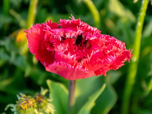 Belos Fragmentos Pétalas Tulipa Fundo Desfocado — Fotografia de Stock