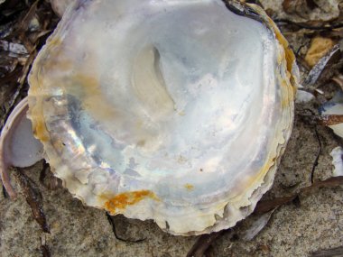 Bulanık bir arkaplanda kabuğun yakın plan görüntüsü