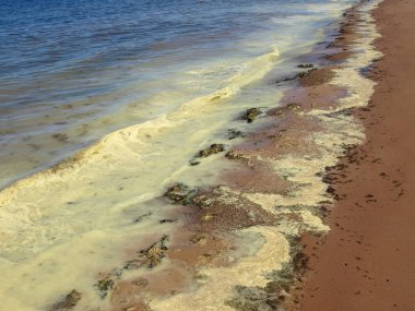 Sahilde sarı dalgalar olan bir manzara.