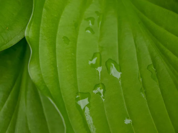 Фотография Зелеными Листьями Капли Росы — стоковое фото