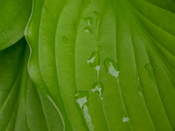 Imagen Con Hojas Verdes Gotas Rocío —  Fotos de Stock