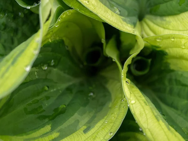 Imagen Con Hojas Verdes Gotas Rocío —  Fotos de Stock