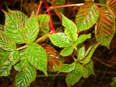 Bulanık arka planda güzel bitki parçaları