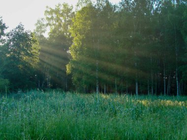 Ağaçların ormanı sisli güneş ışınlarıyla aydınlatılıyor.
