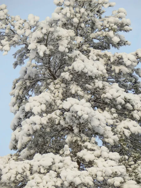 Táj fehér hóval borított fa — Stock Fotó