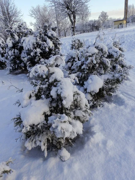 Paysage avec arbre blanc recouvert de neige — Photo