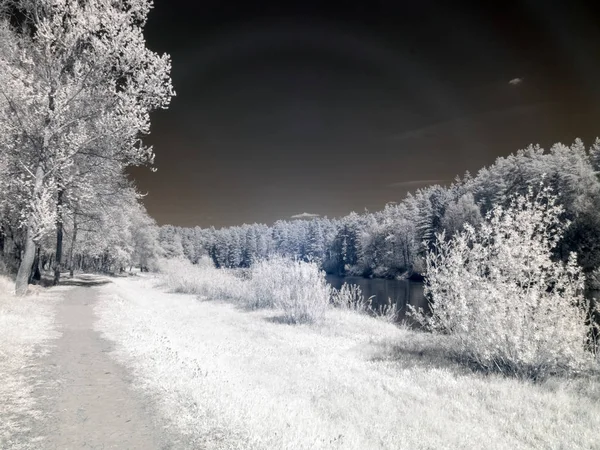 Foto infrarroja con árboles blancos — Foto de Stock