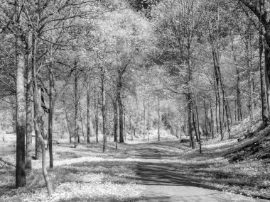 Beyaz ağaçlı kızılötesi fotoğraf