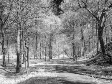 Beyaz ağaçlı kızılötesi fotoğraf