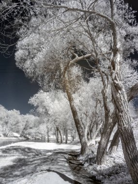 Beyaz ağaçlı kızılötesi fotoğraf