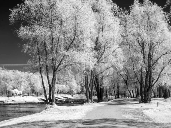 Foto infrarroja con árboles blancos —  Fotos de Stock