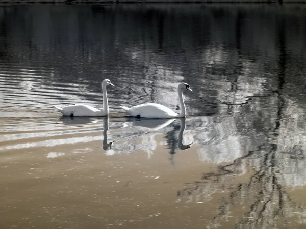 Unusual infrared photography, landscape with white swans — Stock Photo, Image